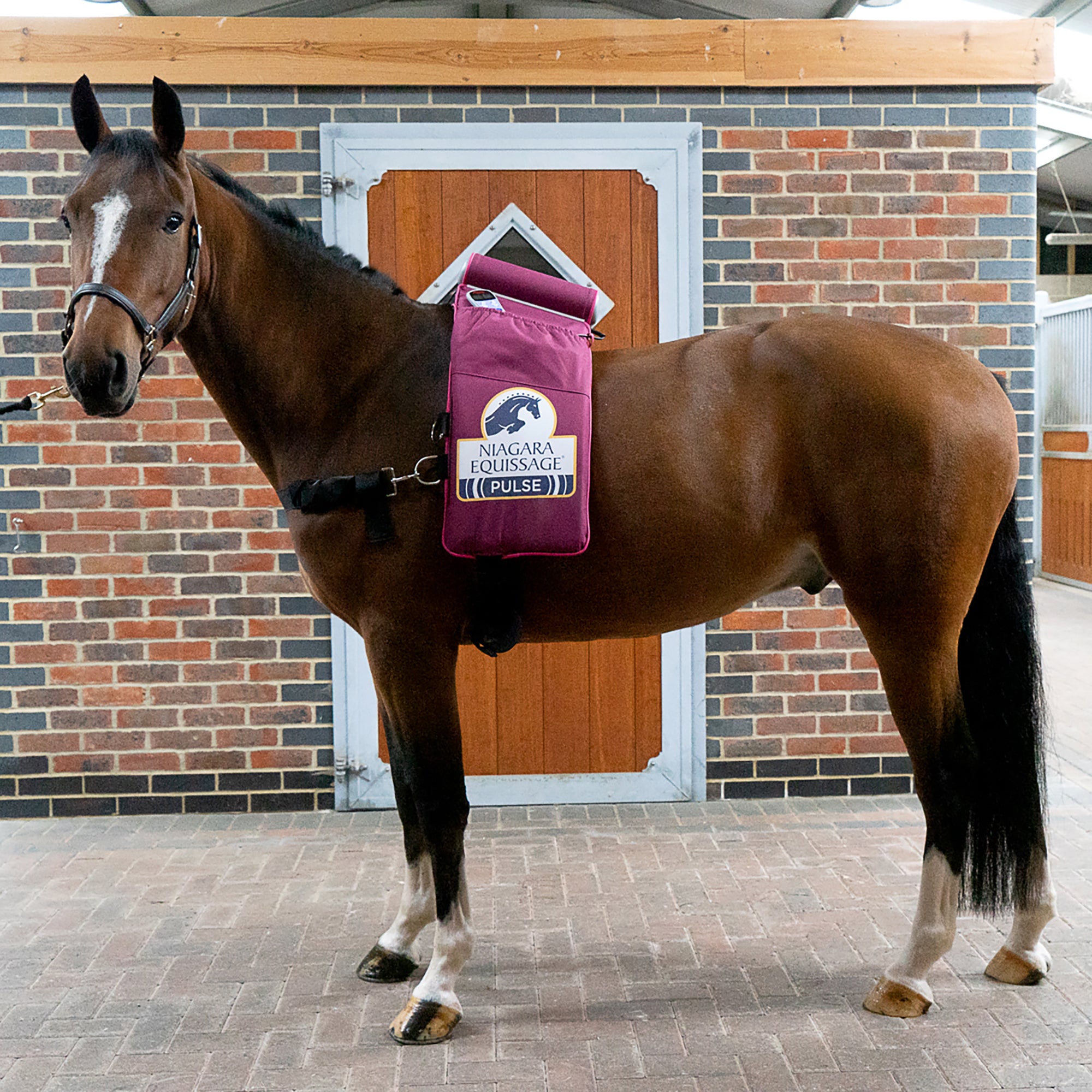 Plum Niagara Equissage® Pulse Digital Pad